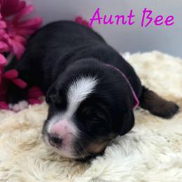GOMER - Black female Companion Cross puppy in Viking, Minnesota from Son Shine Farm