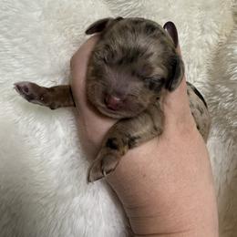 Flashy - Brown white and tan female Cockapoo puppy in Mississippi from Ewing Acres