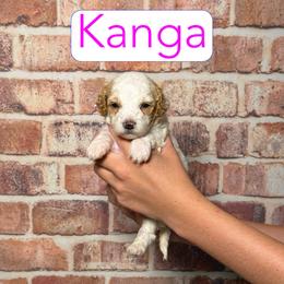 Kanga - Red female Cavapoo puppy in Calhoun, Georgia from Happy Top Doodles