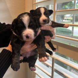 Miniature Australian Shepherd and Toy Australian Shepherd Puppies from Hailey's Miniature Australian Shepherds