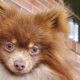 Sebastian - Pomeranian
