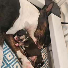 Skeeter - Black brindle and white female Miniature Bull Terrier puppy in Hollywood, Florida from Mini Bull Lane