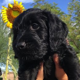 Goldendoodles and Labradoodles from DJ’s Doodles