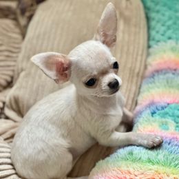 Lulu - Chihuahua puppy from Tsunami Cockers & Chihuahuas