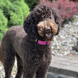 Darcy - Goldendoodle