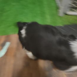 English Springer Spaniel Puppies from Savannah River Springers