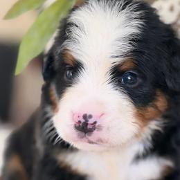 Donny domino - Tri-color male Bernese Mountain Dog puppy in Yuciapa, California from AlltheDoodlez_