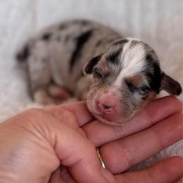 Girl - Blue female Pembroke Welsh Corgi puppy in Beggs, Oklahoma from Blue Diamond Corgi’s