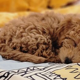 Cockapoos and Goldendoodles from Diamond in the Ruff Doodles
