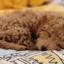 Cockapoos and Goldendoodles from Diamond in the Ruff Doodles