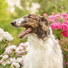 Varus - Borzoi