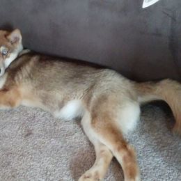 Siberian Husky Puppies from Crazy Cookies Huskies