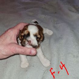 Female 4 - Tricolor female Shih Tzu puppy in Bethlehem, Pennsylvania from Cinnamon's Shih Tzus