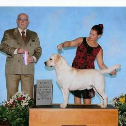 Labrador Retriever Puppies from Flashylabs AKC GRAND CHAMPION SIRED