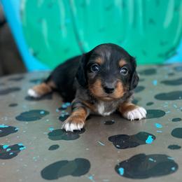 Socks - Dapple female Dachshund puppy in Hawley, Texas from Foxy’s Dachshunds & Toy Aussies