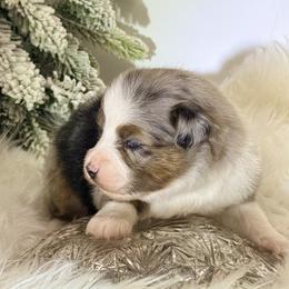Dasher - Blue merle male Toy Australian Shepherd puppy in Blacksburg, South Carolina from Blue’s Family Aussies