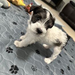 Girl 1 - Salt and pepper female Miniature Schnauzer puppy in Sacramento, California from Valdez Mini Schnauzers