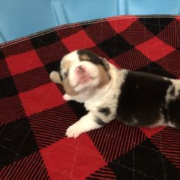 American Corgi and Pembroke Welsh Corgi Puppies from Red White & Bluie Corgi