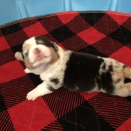 American Corgi and Pembroke Welsh Corgi Puppies from Red White & Bluie Corgi