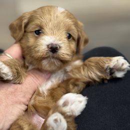 Rudolph - Gold male Havanese puppy in Bowling Green, Kentucky from Denise Clark