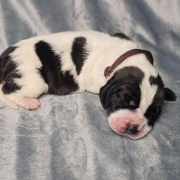 Bow 'brown collar' - Black and white male Basset Hound puppy in Valley, Washington from Peaceful Valley Paws