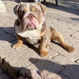 Scarface - Bulldog