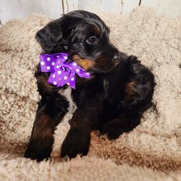 Bernedoodle Puppies from Adorable Dixie Doodles
