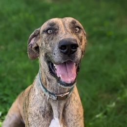 Freyja - Great Dane