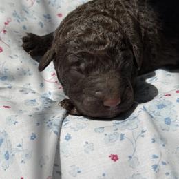 Huckleberry (Huck) - Chocolate male Labradoodle puppy in Stamford, Connecticut from Doodles of CT