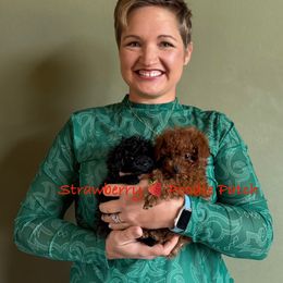 Poodle Puppies from Strawberry Poodle Patch