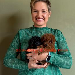 Poodle Puppies from Strawberry Poodle Patch