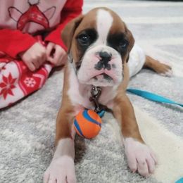Boxer Puppies from Huckleberry Hill Boxers