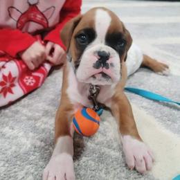 Boxer Puppies from Huckleberry Hill Boxers
