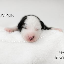 Miniature Australian Shepherd Puppies from Kari's Mini Aussies