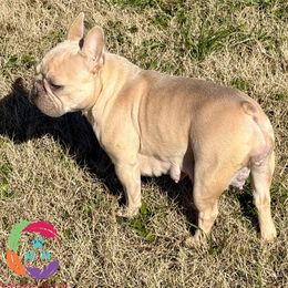 Roxie - French Bulldog