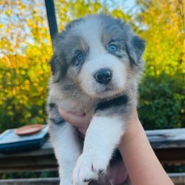 Pumpkin - Blue merle male Australian Shepherd puppy in Mckenzie, Tennessee from Whispering Iris Aussies
