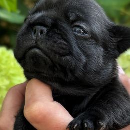 Dark Purple Collar - Brindle female French Bulldog puppy in Peachtree City, Georgia from Eastham’s  Open French Bulldogs
