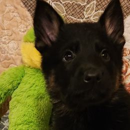 German Shepherds from Katzel Kennel