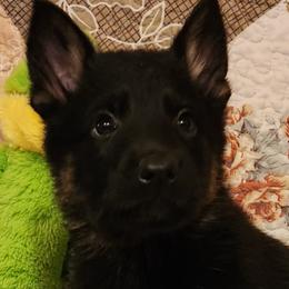 German Shepherds from Katzel Kennel