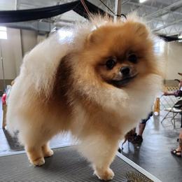 Pomeranians from Pomsgarden