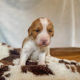 Faith - Red female Bernedoodle puppy in Jackson, Missouri from Pincksten Family Doodles