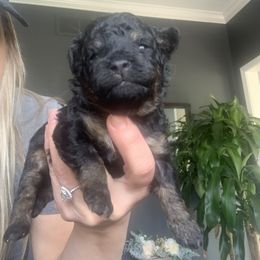Aussiedoodle Puppies from Olive Tree Mini Aussiedoodles