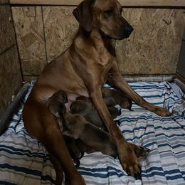 Mia - Rhodesian Ridgeback