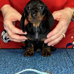 Tony - Black and tan male Dachshund puppy in Toledo, Ohio from Baldox Dachshunds