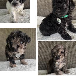 Maltipoo puppies from Mia Lucky Home