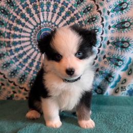 Sapphire - Black tri female Miniature American Shepherd puppy in Trenton, Florida from Atherney