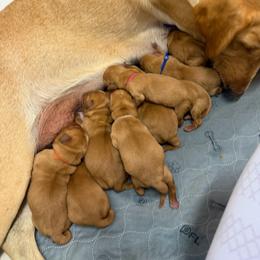 Fate Peach Collar, - Yellow female Labrador Retriever puppy in Elloree, South Carolina from Moonlight Kennels LLC