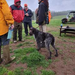 German Wirehaired Pointer Puppies from Fleetwood German Wirehaired Pointers