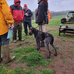 German Wirehaired Pointer Puppies from Fleetwood German Wirehaired Pointers