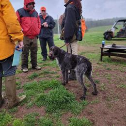 German Wirehaired Pointer Puppies from Fleetwood German Wirehaired Pointers